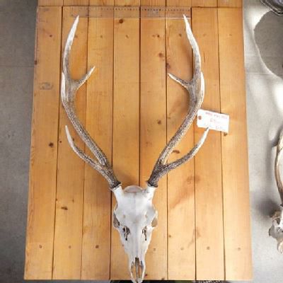 鹿角 頭骨付 | 遠山ジビエとジンギスカン／肉の鈴木屋