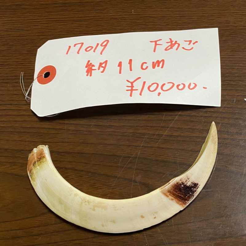 骨・鹿角・猪牙 | 遠山ジビエとジンギスカン／肉の鈴木屋